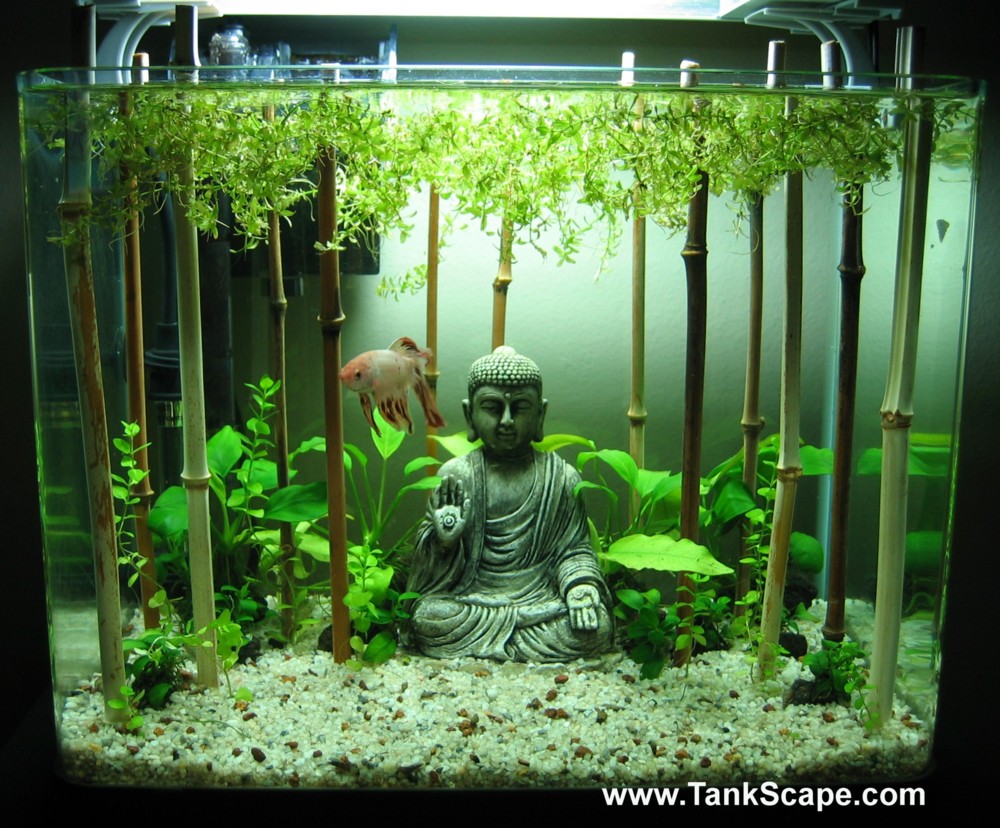 modern small fish tank betta